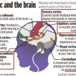 Music and brain